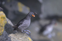Crested Auklet