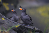 Crested Auklet