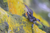 Crested Auklet