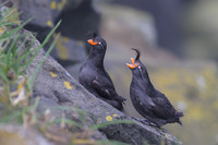 Crested Auklet