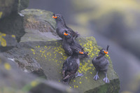 Crested Auklet