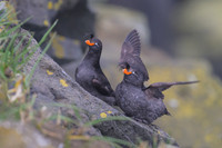 Crested Auklet