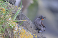 Crested Auklet