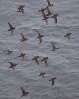 Crested Auklet