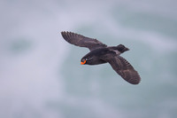 Crested Auklet