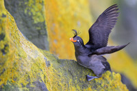 Crested Auklet