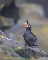 Crested Auklet