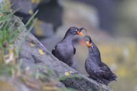 Crested Auklet