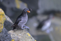 Crested Auklet
