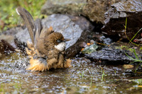 White throated laughing thrush
