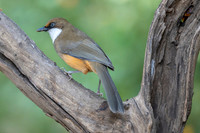 White throated laughing thrush