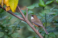 White throated laughing thrush