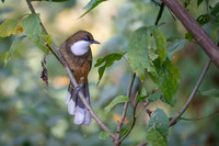 White throated laughing thrush