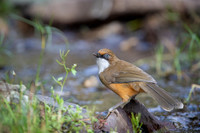 White throated laughing thrush