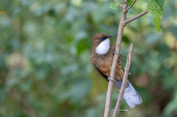 White throated laughing thrush