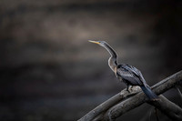 Anhinga
