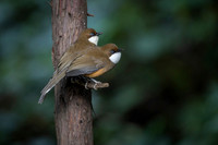 White throated laughing thrush