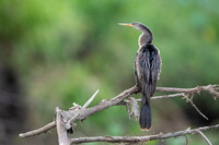 Anhinga
