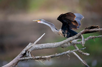 Anhinga