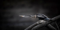 Anhinga