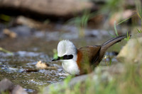 Crested laughing thrush