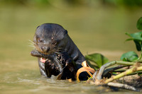 Giant Otter