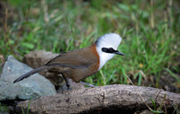 Crested laughing thrush