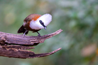 Crested laughing thrush