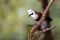 Crested laughing thrush