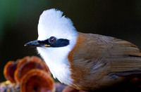 Crested laughing thrush
