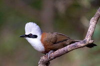 Crested laughing thrush