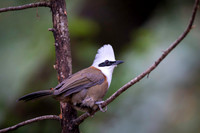 Crested laughing thrush