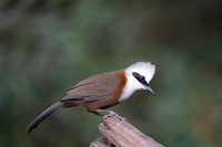 Crested laughing thrush