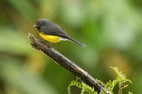 Slate-throated Redstart