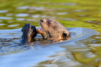 Giant Otter