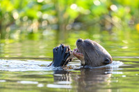 Giant Otter