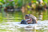 Giant Otter