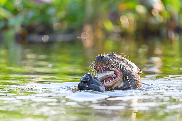 Giant Otter