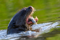 Giant Otter
