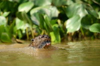 Giant Otter