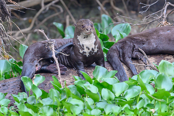 Giant Otter