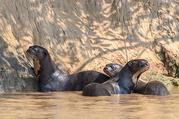 Giant Otter