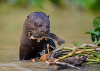 Giant Otter