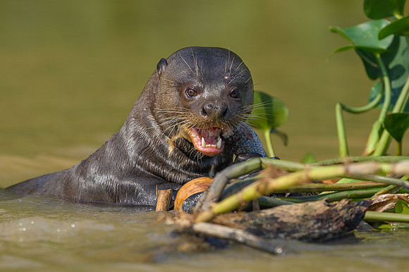 Giant Otter