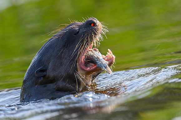 Giant Otter
