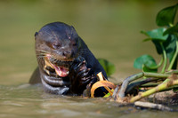Giant Otter