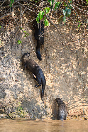 Giant Otter
