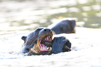 Giant Otter