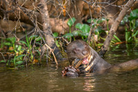 Giant Otter