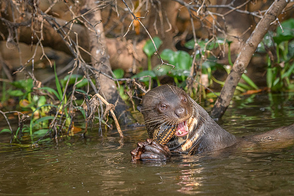 Giant Otter